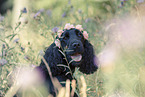 English Cocker Spaniel Portrait