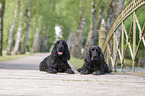 2 English Cocker Spaniel