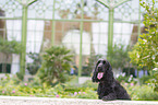 English Cocker Spaniel