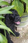 sitzender English Cocker Spaniel