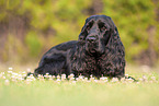 liegender English Cocker Spaniel