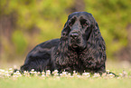 liegender English Cocker Spaniel