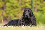 liegender English Cocker Spaniel