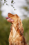 English Cocker Spaniel Portrait