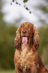 English Cocker Spaniel Portrait