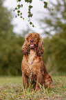 sitzender English Cocker Spaniel