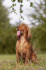 sitzender English Cocker Spaniel