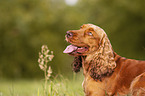 English Cocker Spaniel Portrait