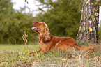 liegender English Cocker Spaniel