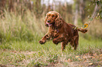 rennender English Cocker Spaniel