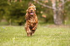 rennender English Cocker Spaniel