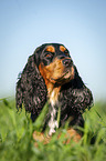 liegender English Cocker Spaniel