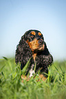 liegender English Cocker Spaniel