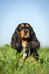 liegender English Cocker Spaniel
