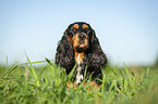 liegender English Cocker Spaniel