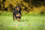 rennender English Cocker Spaniel