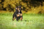 rennender English Cocker Spaniel