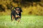 rennender English Cocker Spaniel