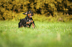 rennender English Cocker Spaniel
