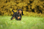 rennender English Cocker Spaniel