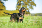 stehender English Cocker Spaniel