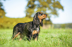 stehender English Cocker Spaniel