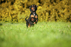 rennender English Cocker Spaniel