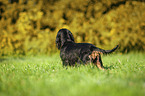 stehender English Cocker Spaniel