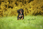 rennender English Cocker Spaniel