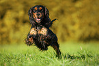 rennender English Cocker Spaniel