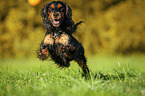 rennender English Cocker Spaniel