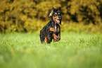 rennender English Cocker Spaniel