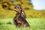 sitzender English Cocker Spaniel