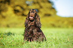 sitzender English Cocker Spaniel