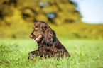 sitzender English Cocker Spaniel
