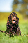 sitzender English Cocker Spaniel