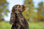 English Cocker Spaniel Portrait