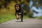 rennender English Cocker Spaniel