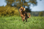 rennender English Cocker Spaniel