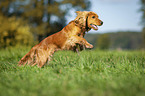 rennender English Cocker Spaniel