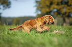 rennender English Cocker Spaniel