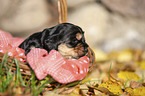 English Cocker Spaniel Welpe im Krbchen