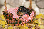 English Cocker Spaniel Welpe im Krbchen