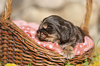 English Cocker Spaniel Welpe im Krbchen