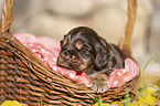 English Cocker Spaniel Welpe im Krbchen