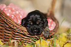 English Cocker Spaniel Welpe im Krbchen