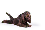 liegender English Cocker Spaniel
