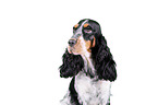 English Cocker Spaniel Portrait