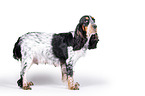 stehender English Cocker Spaniel