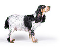 stehender English Cocker Spaniel